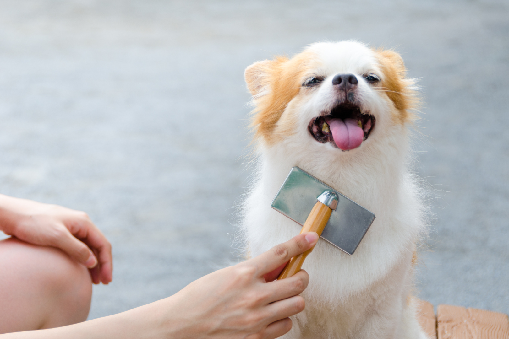 Hond wordt geborsteld in de trimsalon