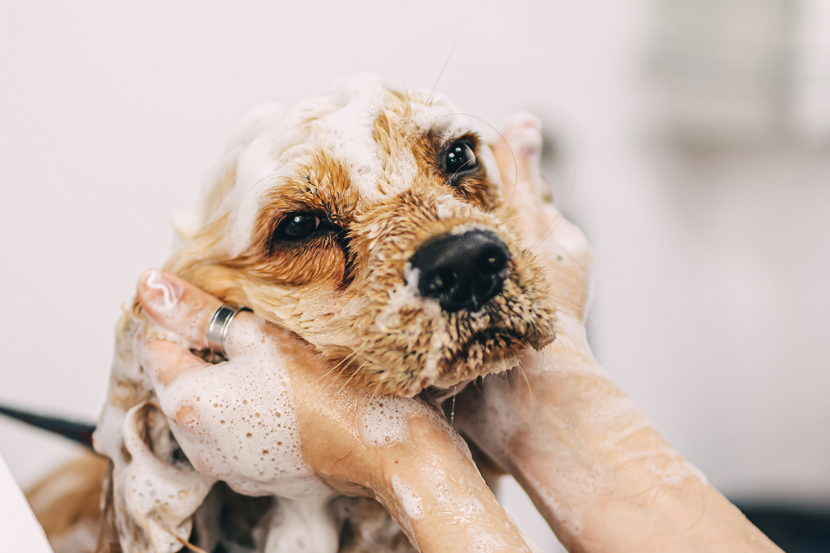 Hond wordt gewassen in de trimsalon