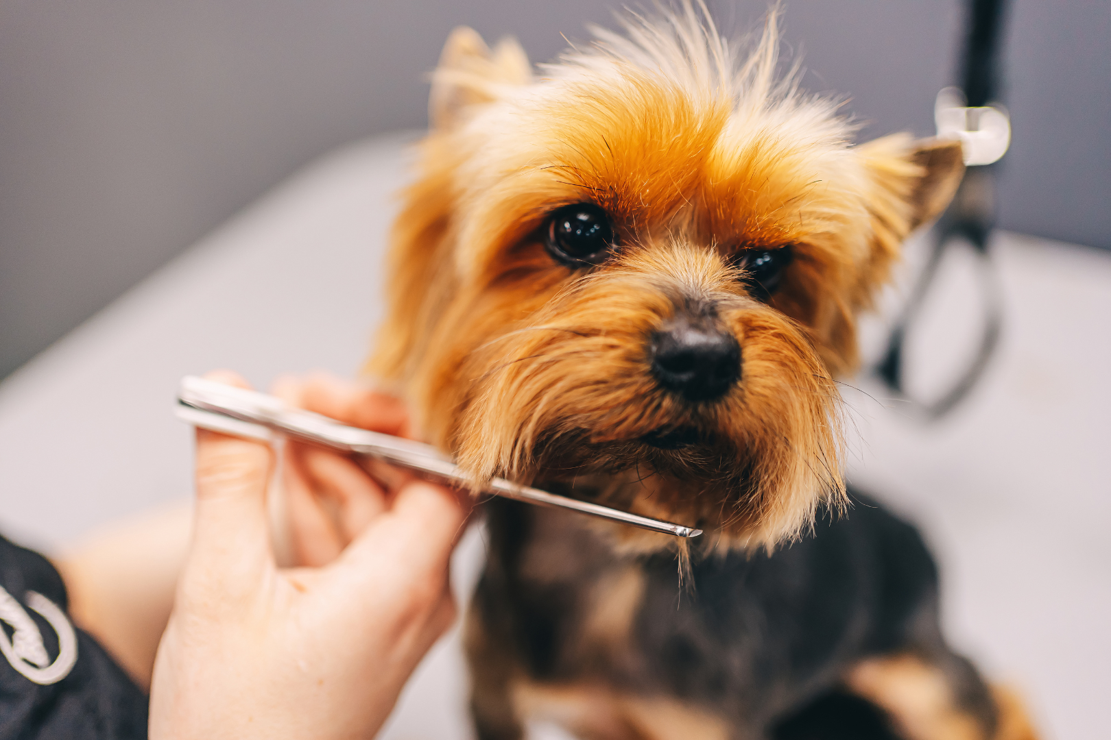 Puppy Wen-Cursus