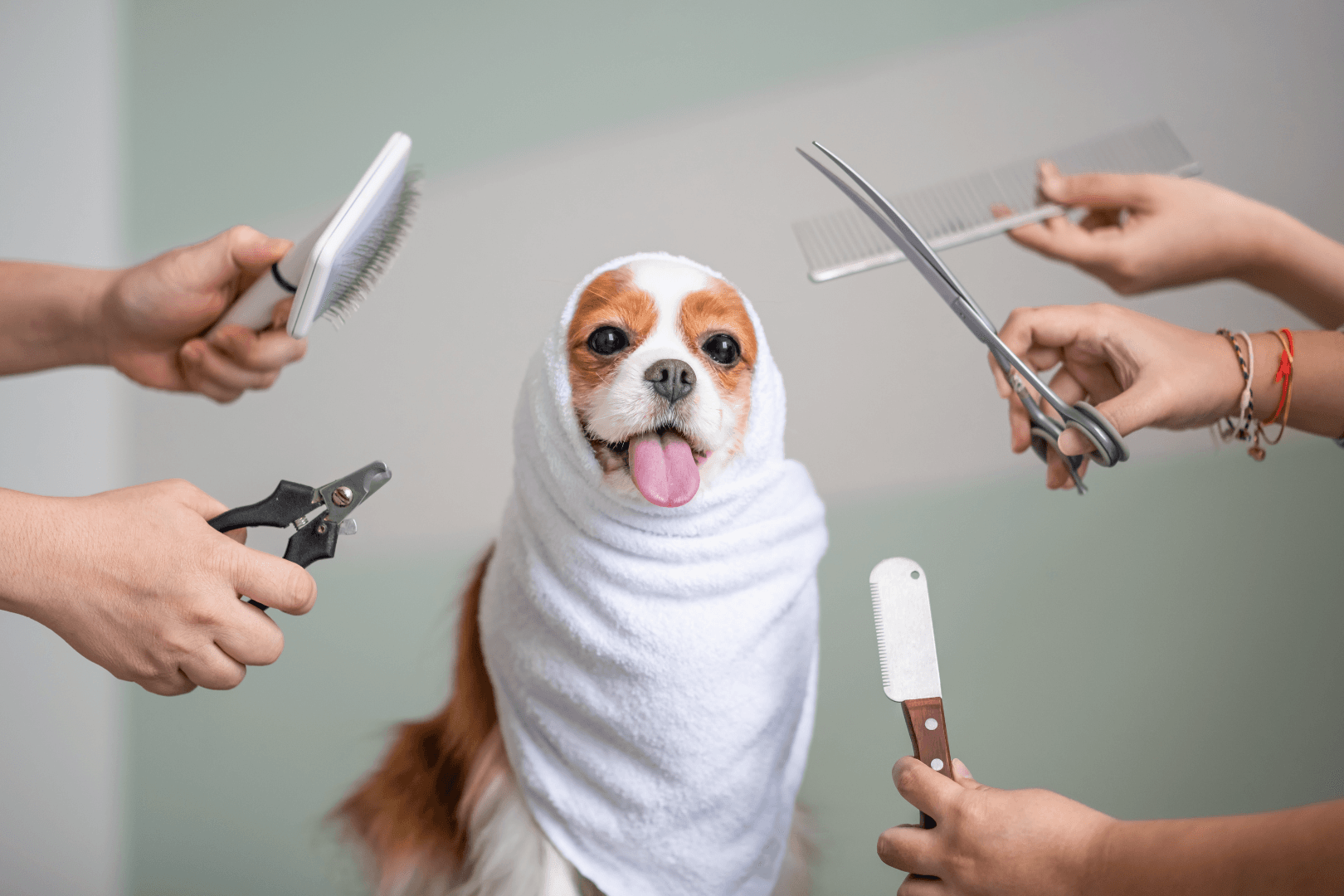 Hond tijdens behandeling in trimsalon