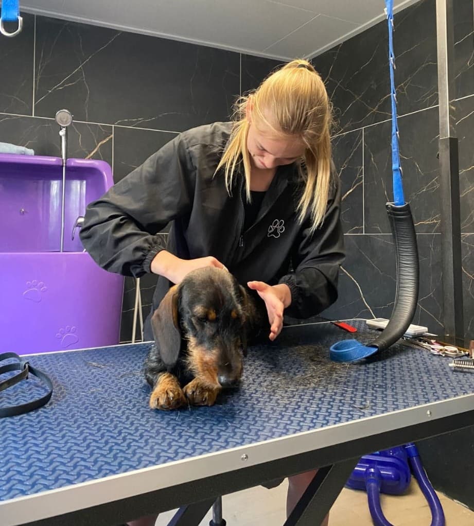 Eline van Trimsalon Buddy's in de trimsalon