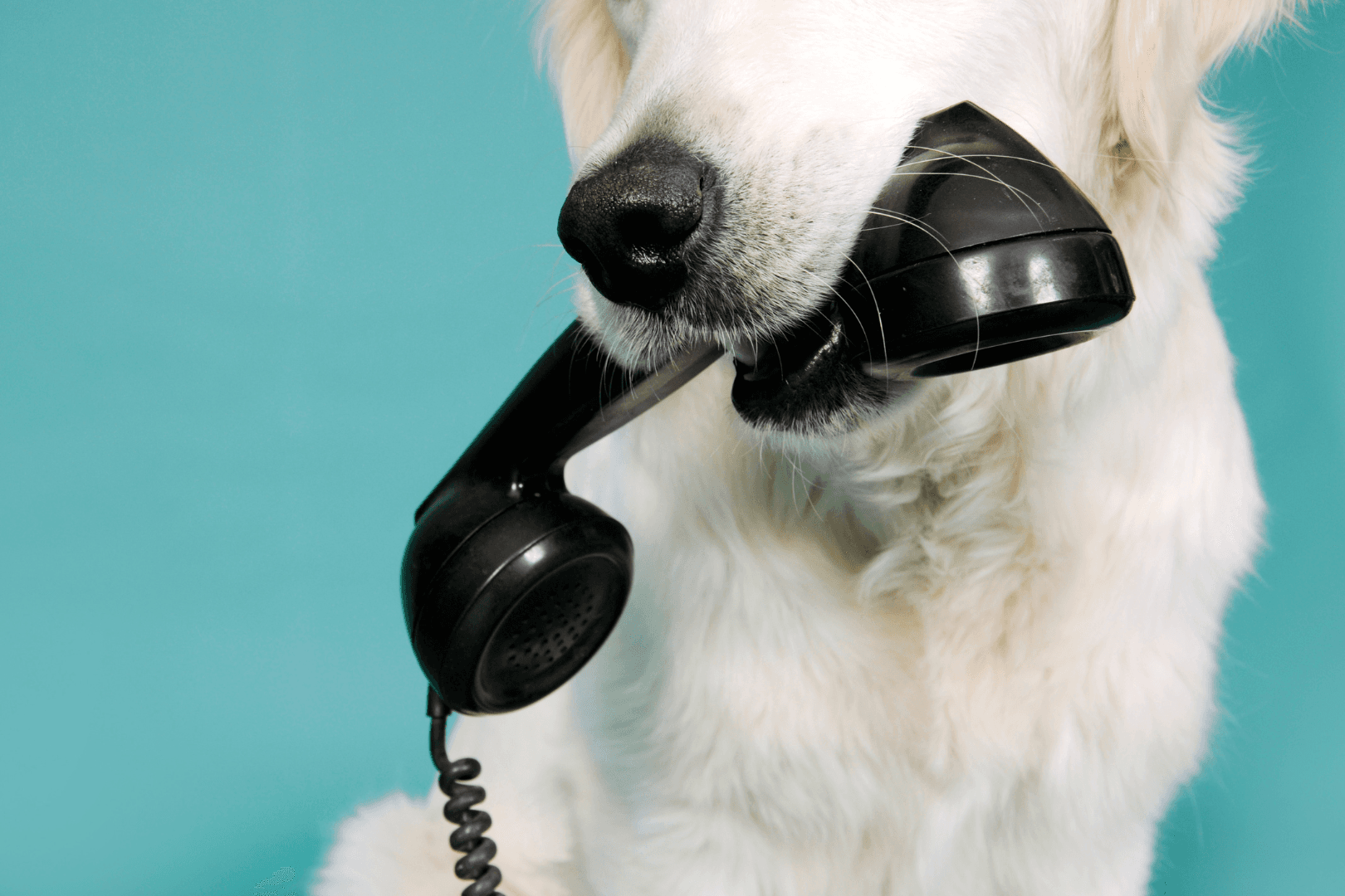 Hond in trimsalon na behandeling