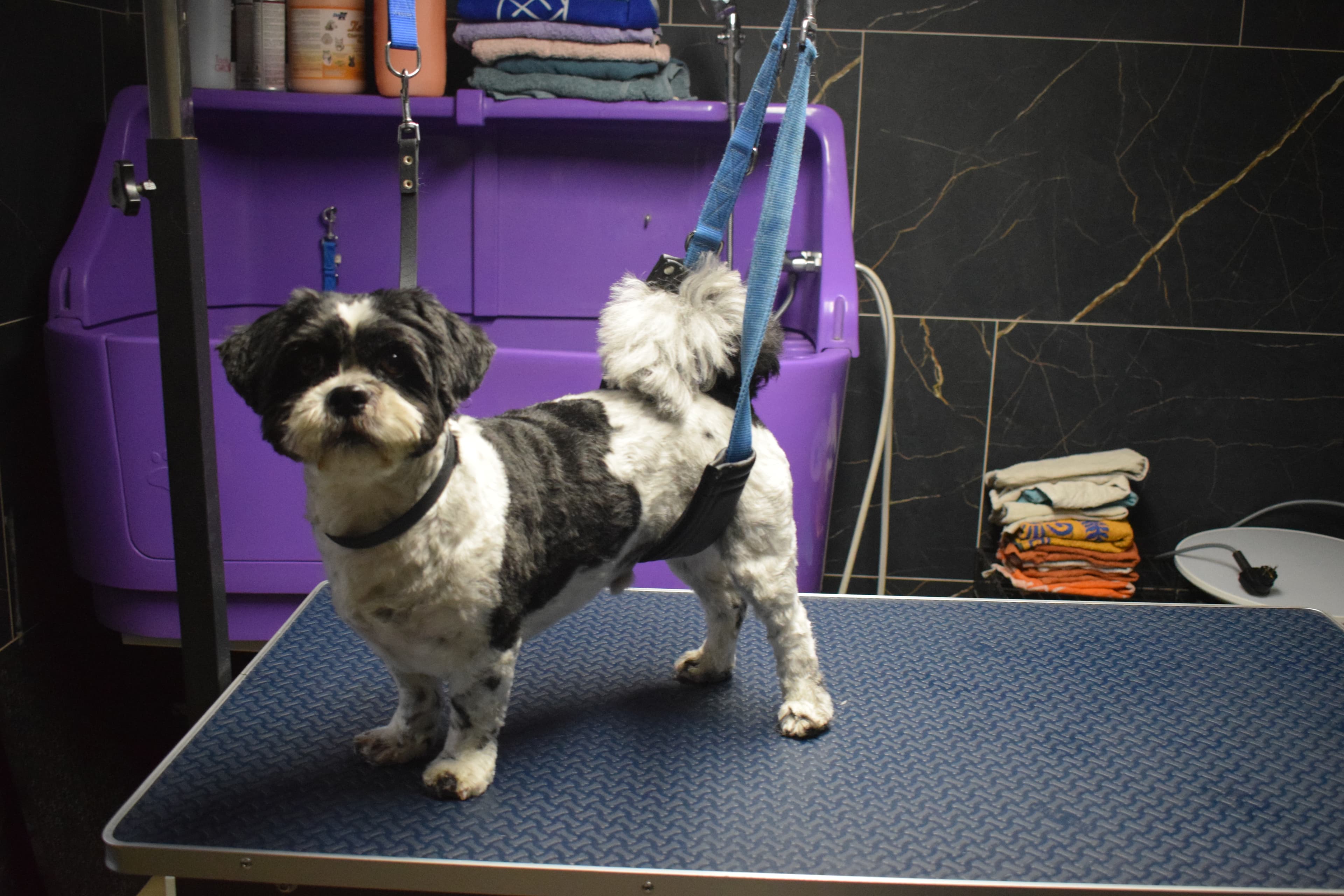 Puppy in de trimsalon